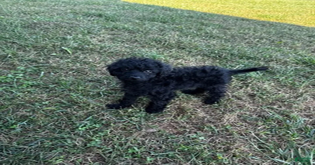 Puppies for sale in Delaware | Lancaster Puppies