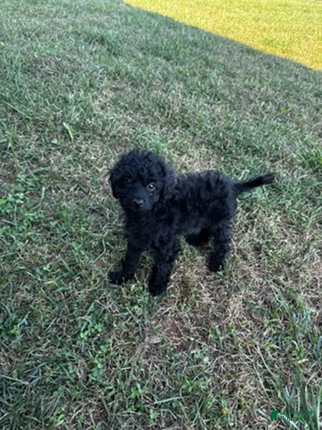 Cockapoo dogs for sale: Black Girl - Ad 1