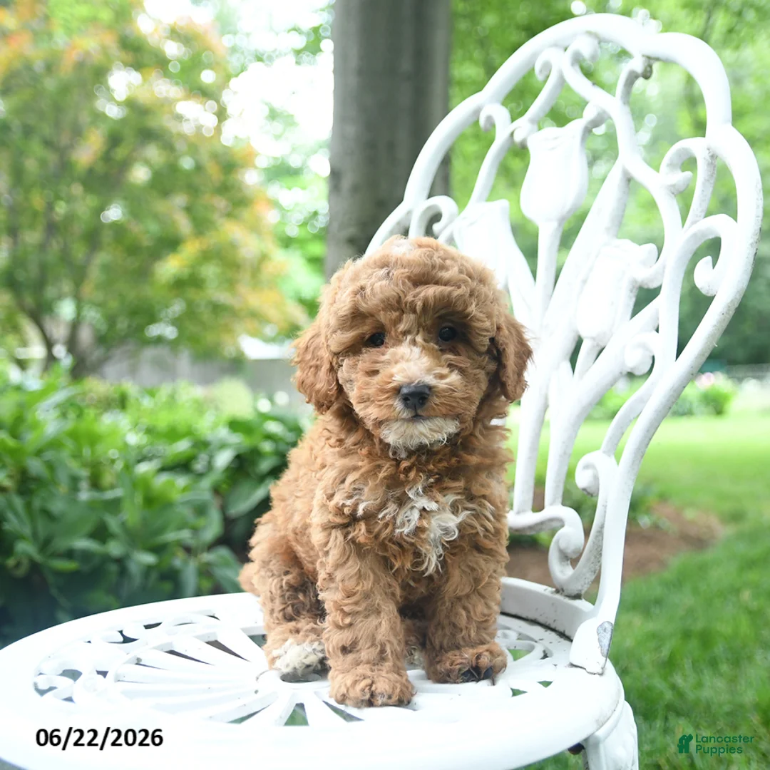 Miniature Poodle dogs for sale: Cooper - Ad 3