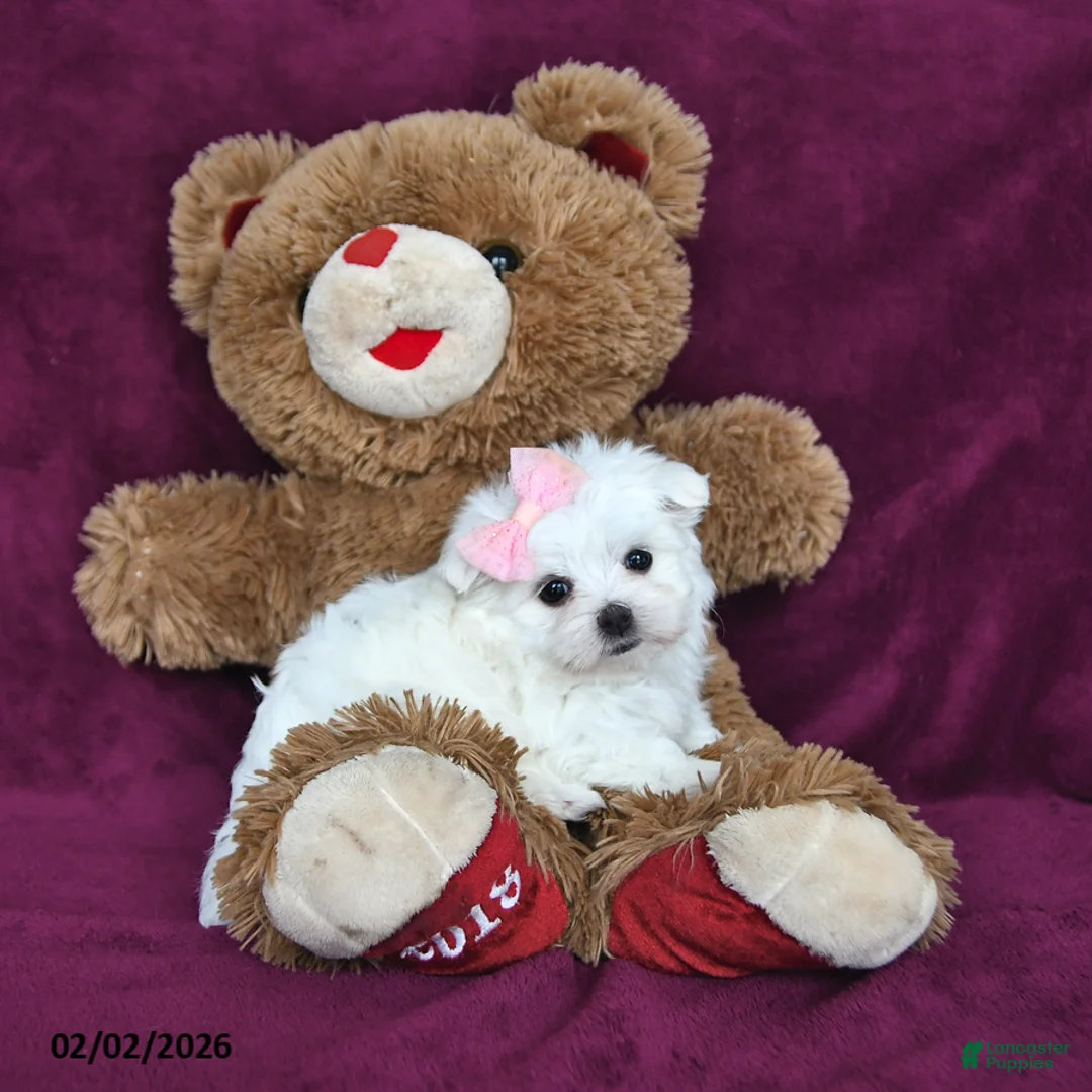 Maltese dogs for sale: Precious - Ad 4