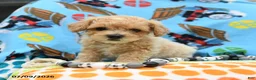 Bichpoo dogs for sale: Captain - Ad 5