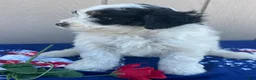 Mini Bernedoodle dogs for sale: Bert - Ad 3