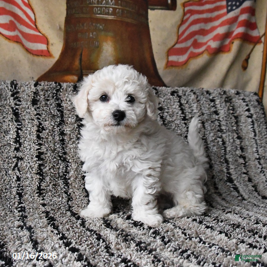 Bichon Frise dogs Finn - Ad 25