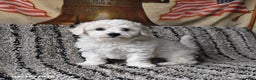 Bichon Frise dogs for sale: Finn - Ad 1