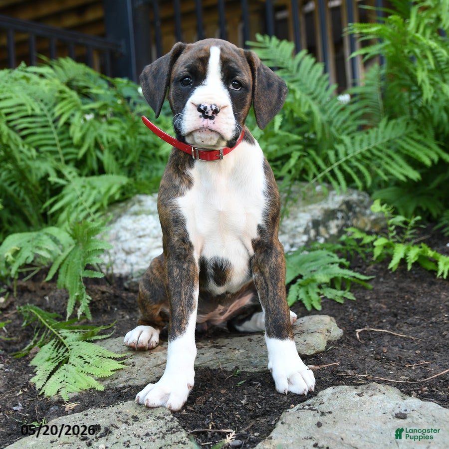 Boxer dogs Delta - Ad 1
