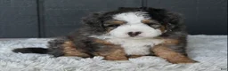 Mini Bernedoodle dogs for sale: Jax F1b - Ad 9