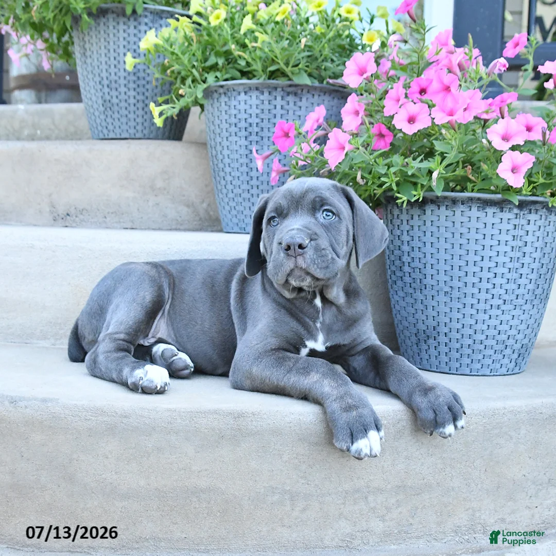 Cane Corso dogs for sale: Ranger - Ad 2