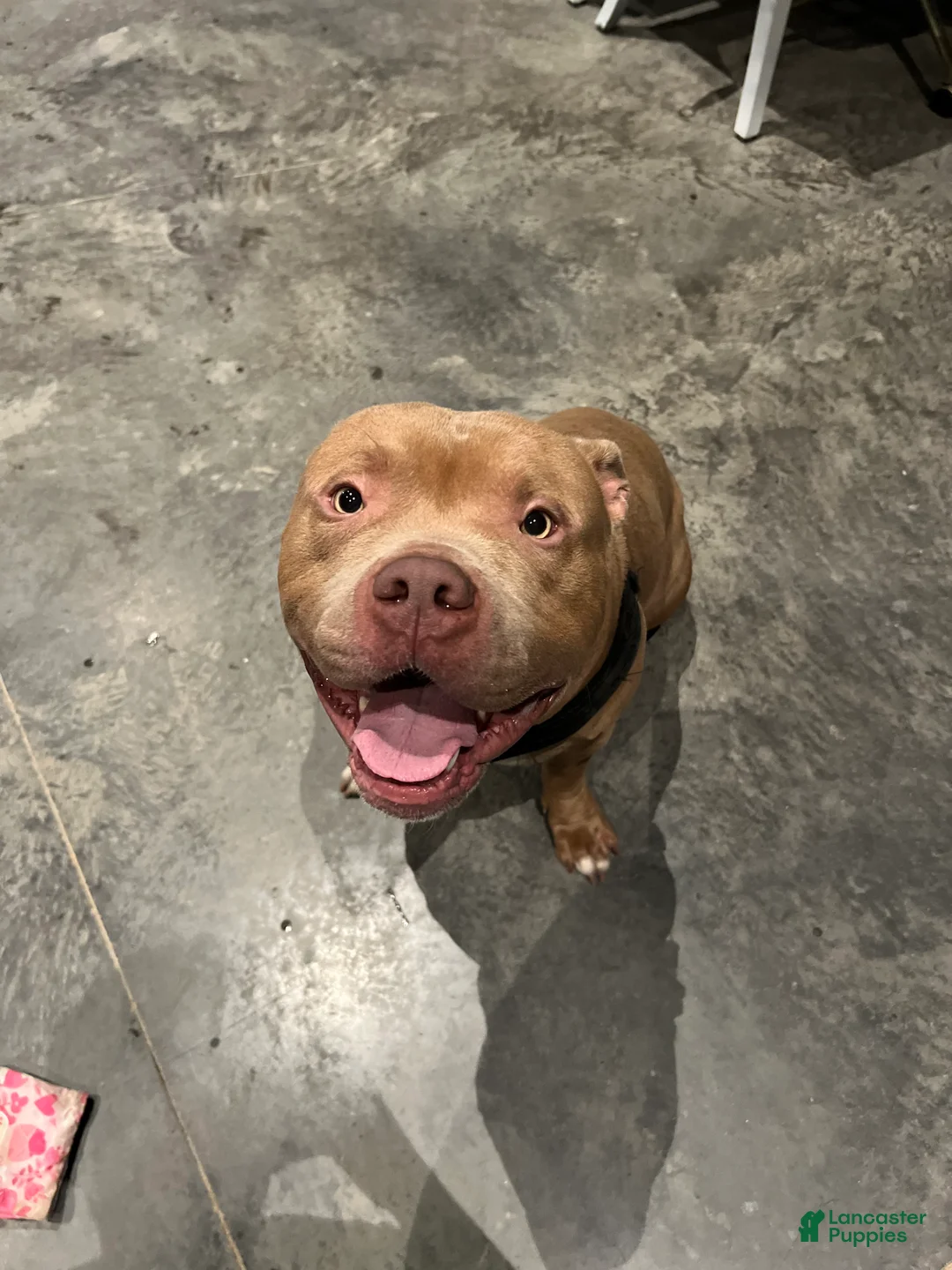 Mixed Breed dogs for sale: Saint - Ad 2