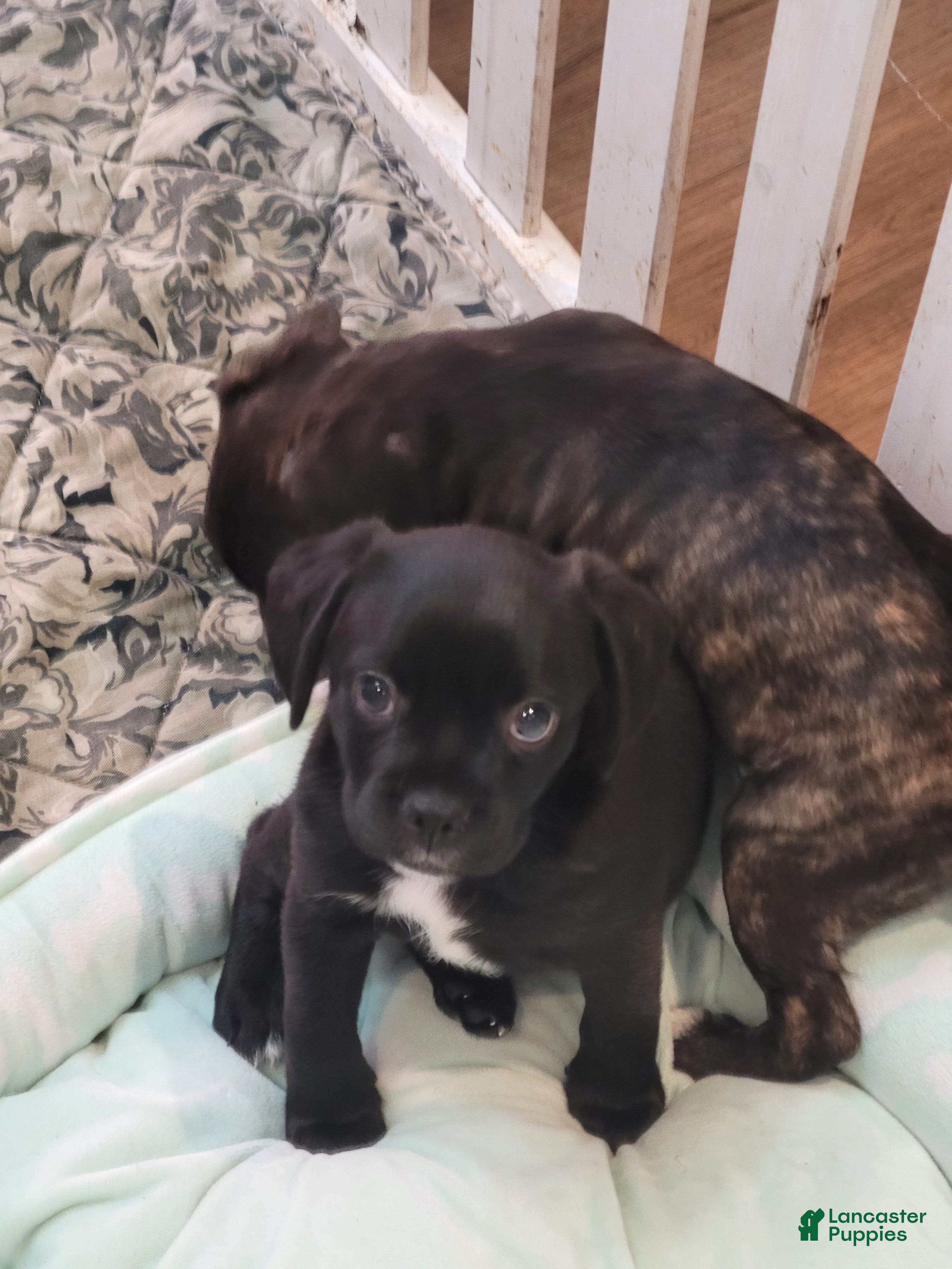 Mixed Breed dogs for sale: Mixed Breed 2 - Ad 4