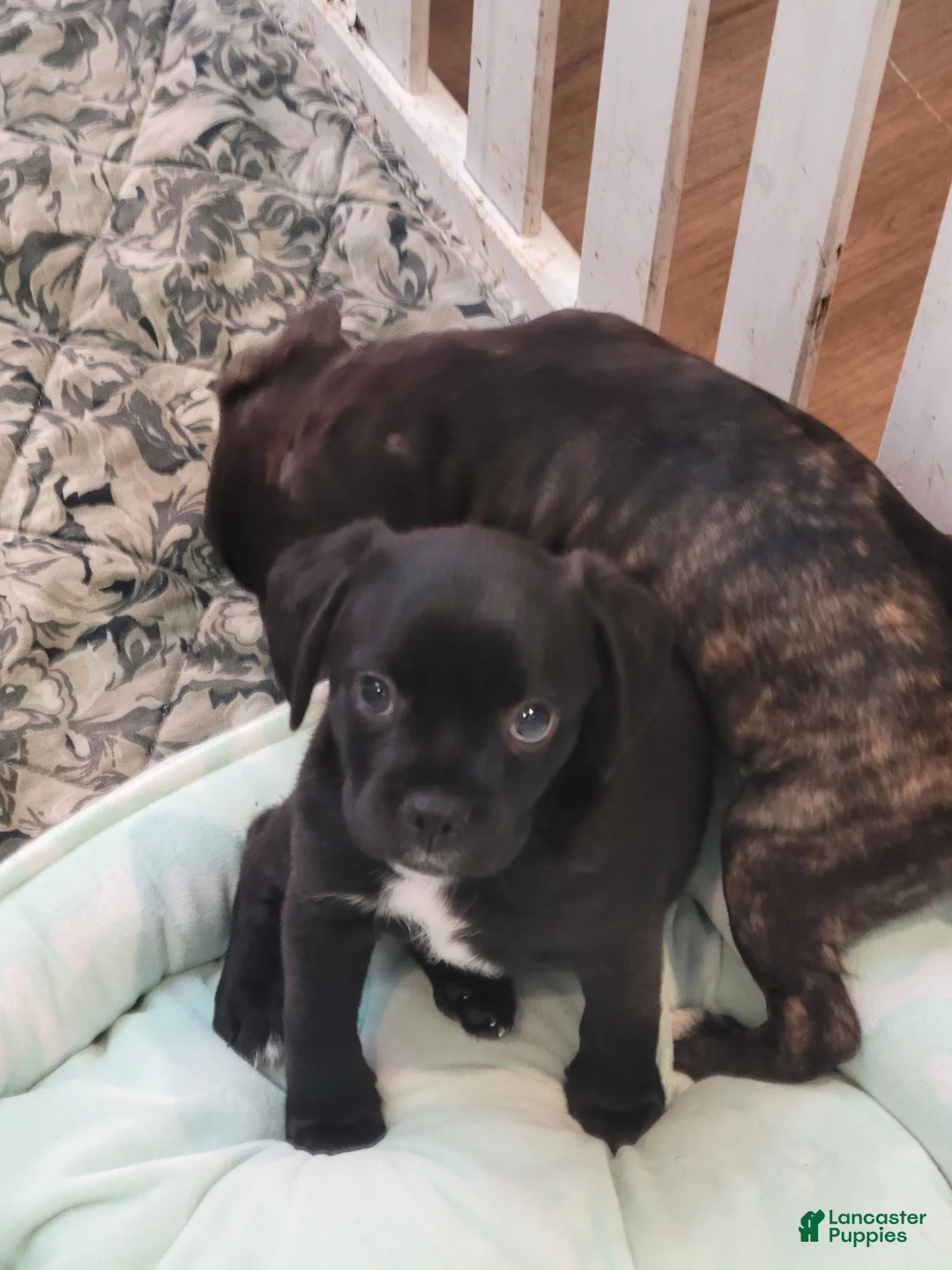 Mixed Breed dogs for sale: Mixed Breed 2 - Ad 1