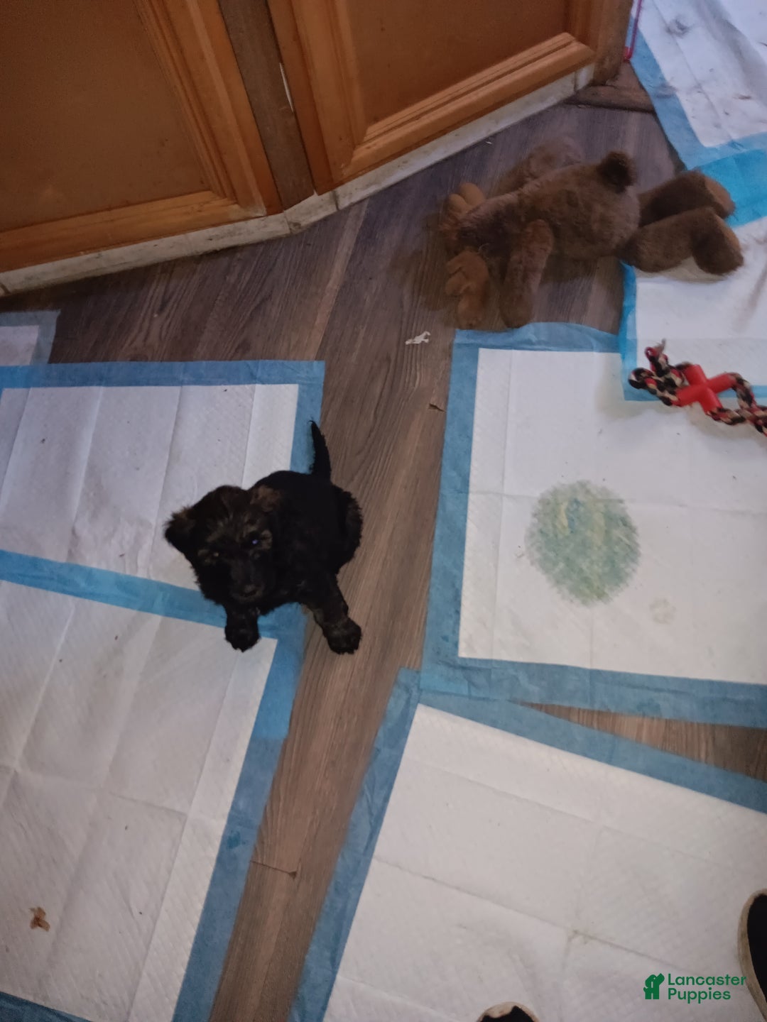 Labradoodle dogs for sale: Princess  - Ad 7