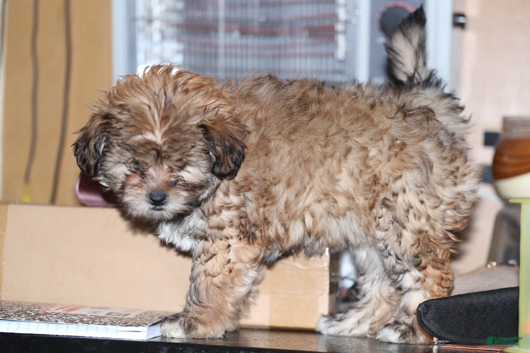 Shih Tzu dogs for sale: Shih Tzu Puppy 2 - Ad 6