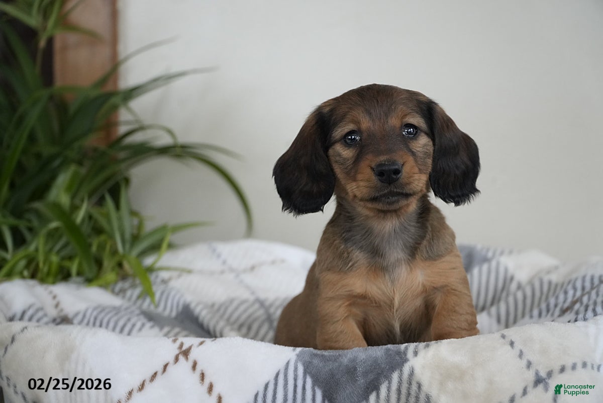 Miniature Dachshund dogs Sierra - Ad 2