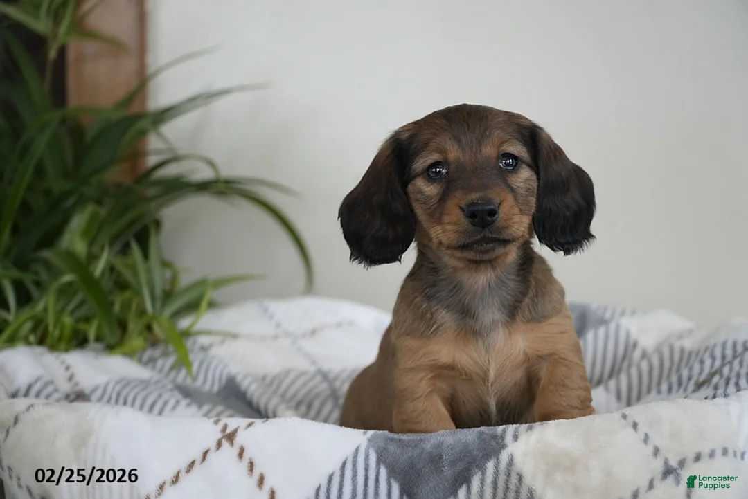 Miniature Dachshund dogs for sale: Sierra - Ad 2