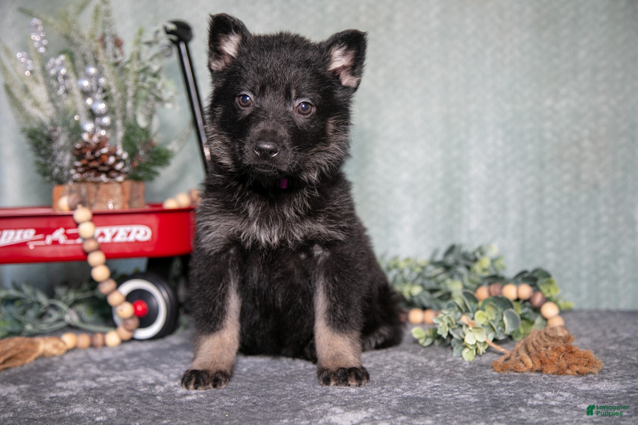 German Shepherd dogs Levi - Ad 32