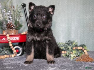 German Shepherd dogs Levi - Ad 31