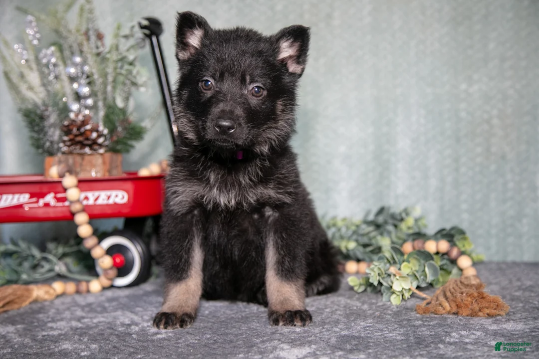 German Shepherd dogs for sale: Levi - Ad 1