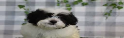 Bichpoo dogs for sale: Frosty - Ad 4