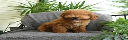 Miniature Poodle dogs for sale: Jack  - Ad 5