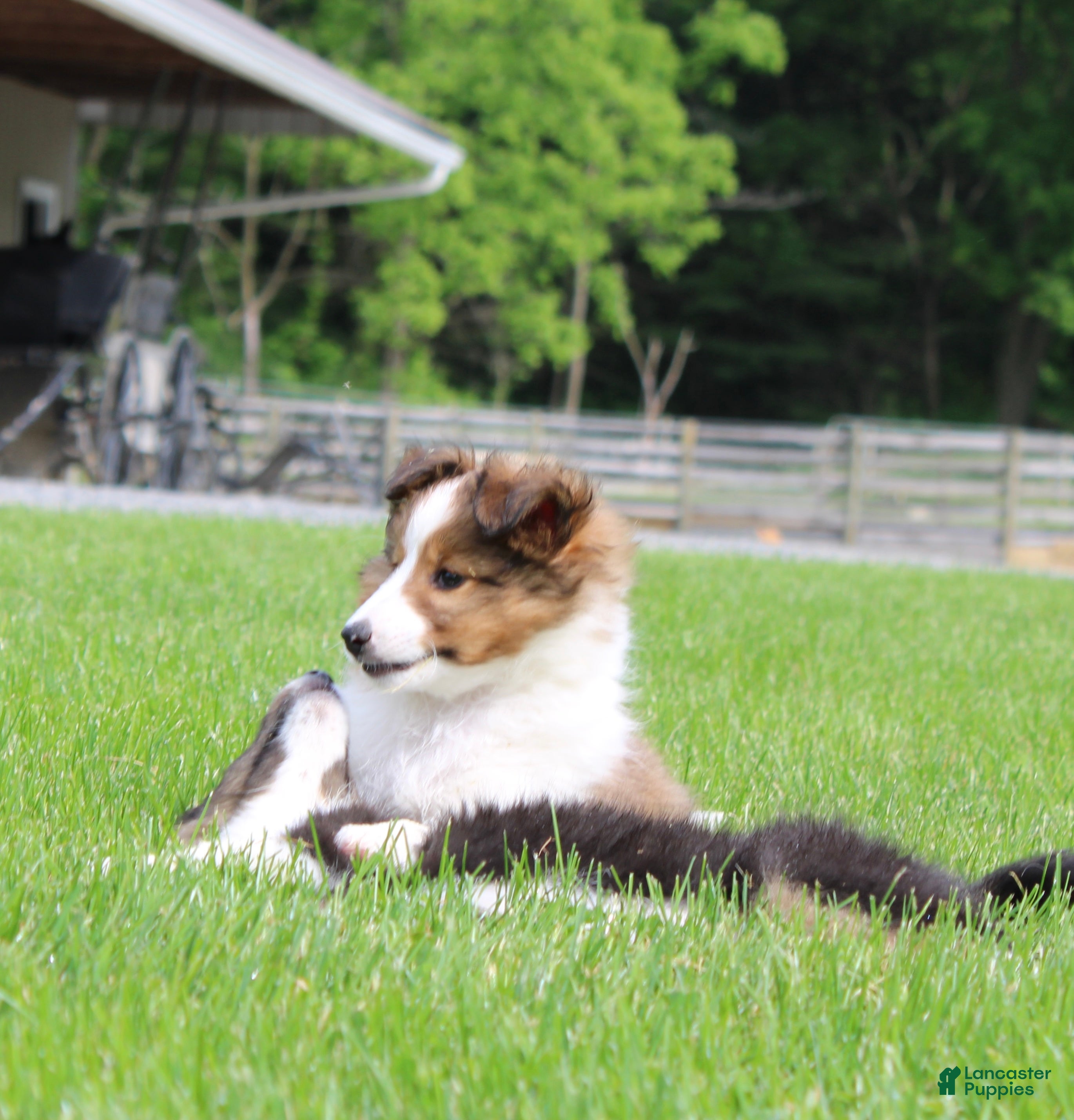 Shetland Sheepdog dogs Sydney - Ad 2