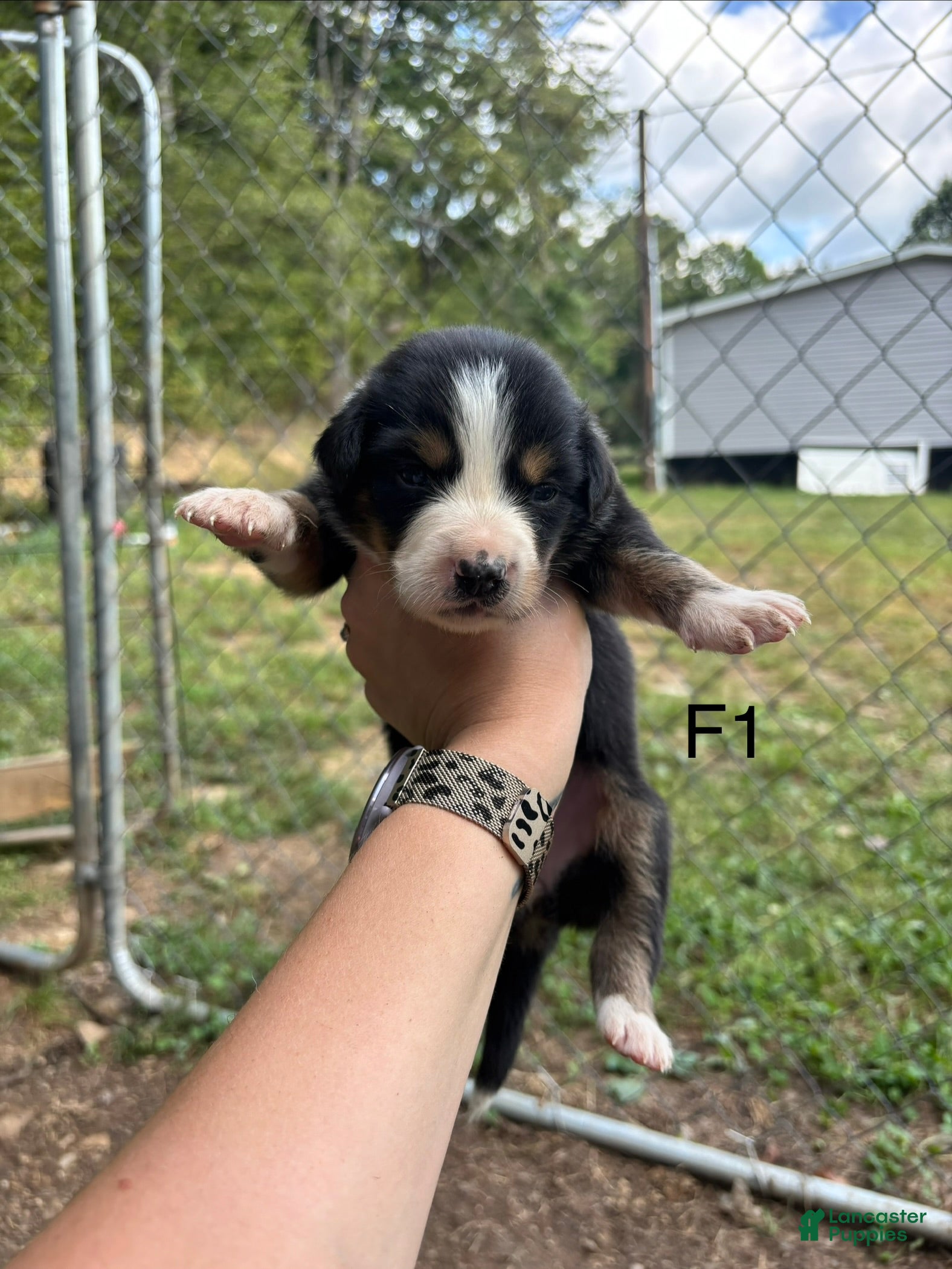 Mixed Breed dogs Mixed Breed 8 - Ad 1