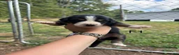 Mixed Breed dogs for sale: Mixed Breed 8 - Ad 1