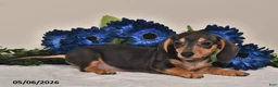 Miniature Dachshund dogs for sale: Lily - Ad 4