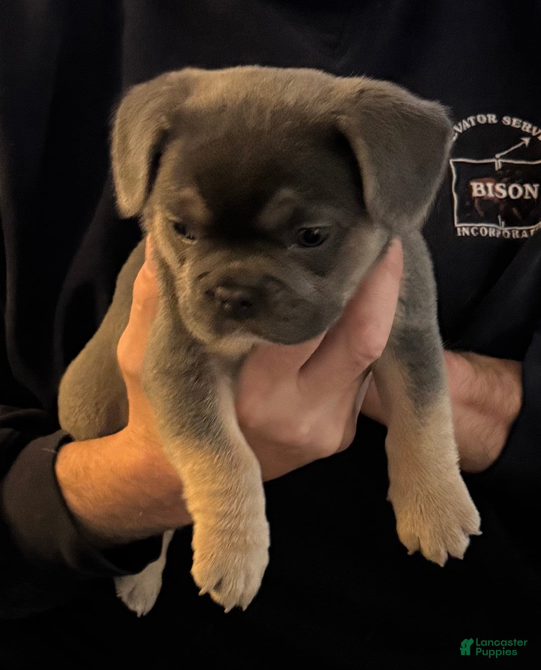 French Bulldog dogs for sale: French Bulldog Puppy 2 - Ad 4