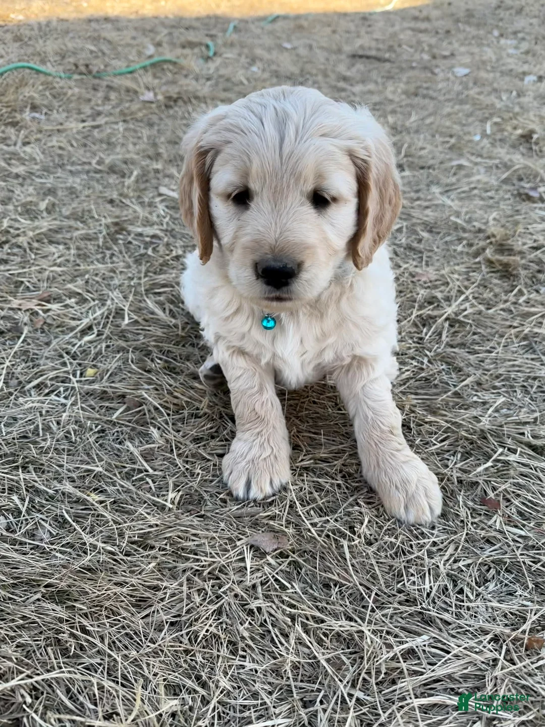Goldendoodle dogs for sale: Precious  - Ad 1