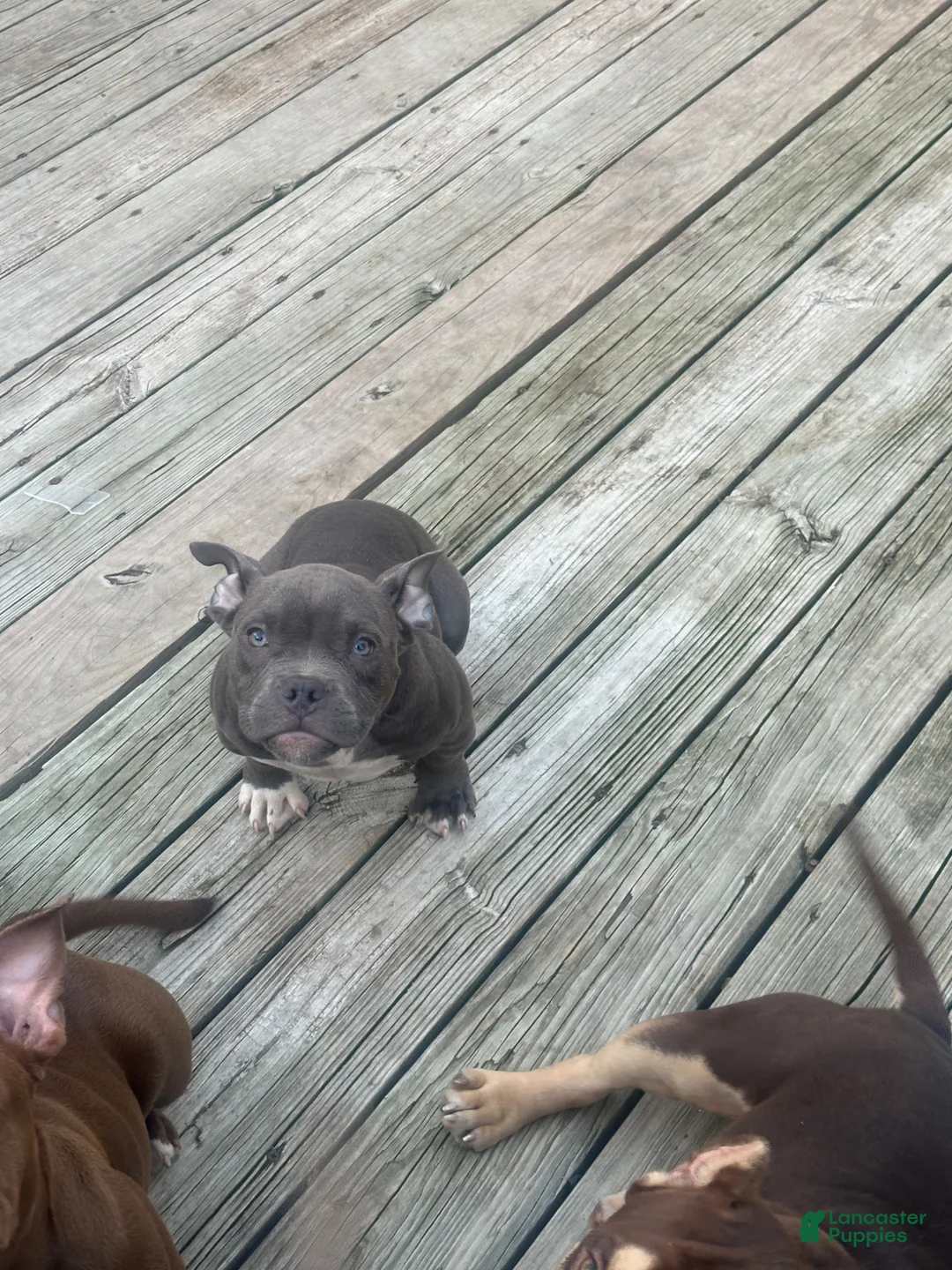 American Bully dogs for sale: Sky - Ad 1