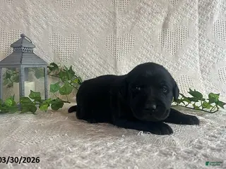 Labrador Retriever dogs for sale: Rolly - Ad 3