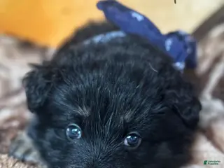 German Shepherd dogs for sale: Bi-Color Long Coat Male 1 - Ad 2