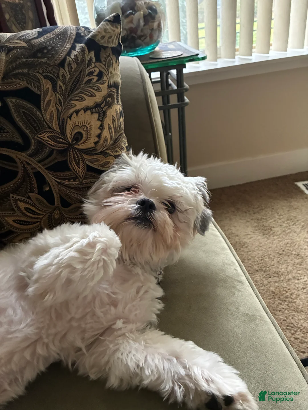 Shorkie dogs for stud: Paradise  - Ad 2