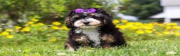 Mini Bernedoodle dogs for sale: Haley - Ad 3
