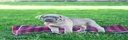Cane Corso dogs for sale: Izzy - Ad 1