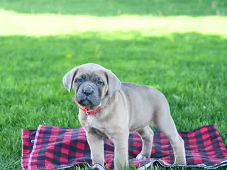 Cane Corso dogs for sale: Izzy - Ad 3
