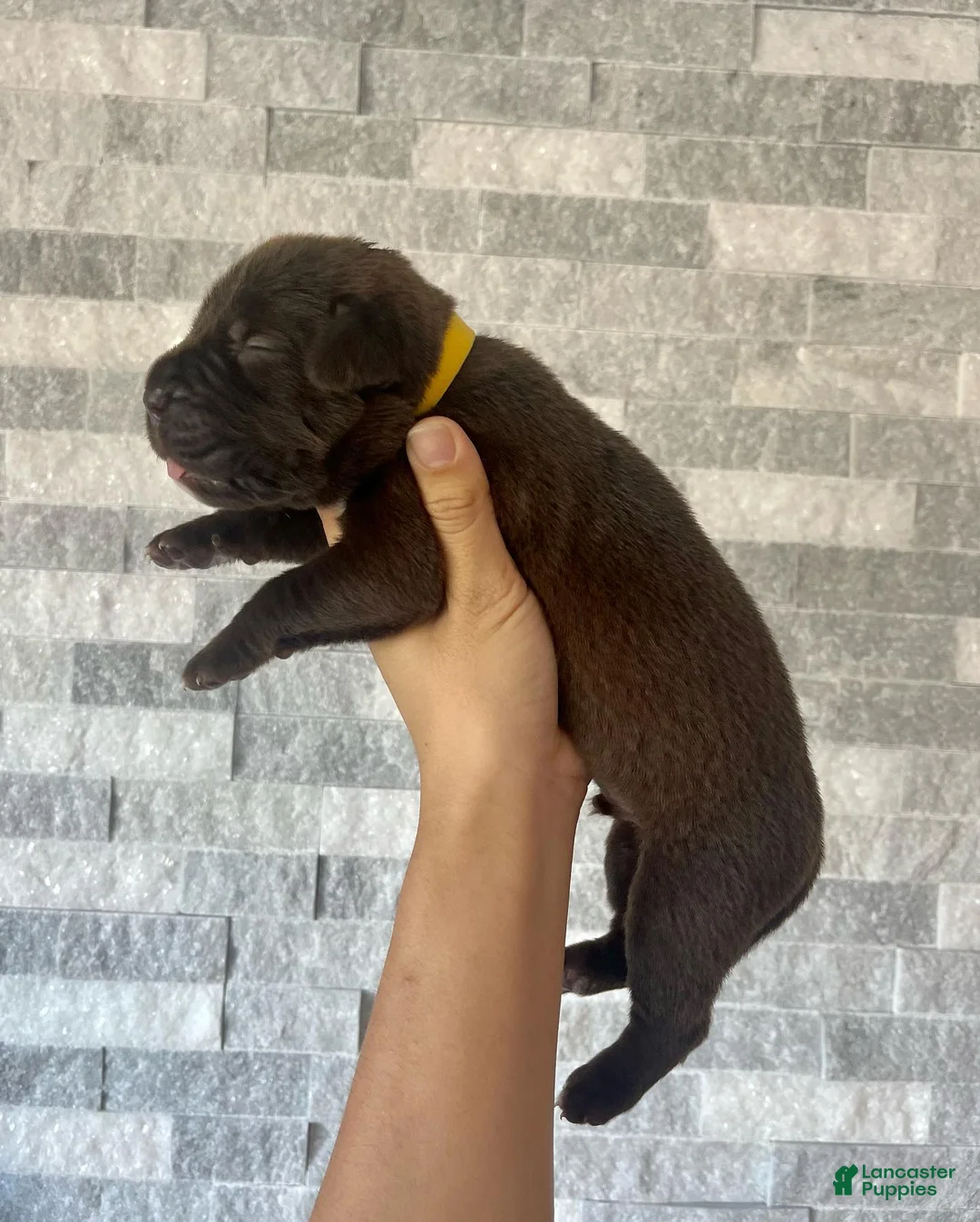 Cane Corso dogs for sale: Sentinel & Soul Hennessy: North American Mastiff-Chocolate  - Ad 2