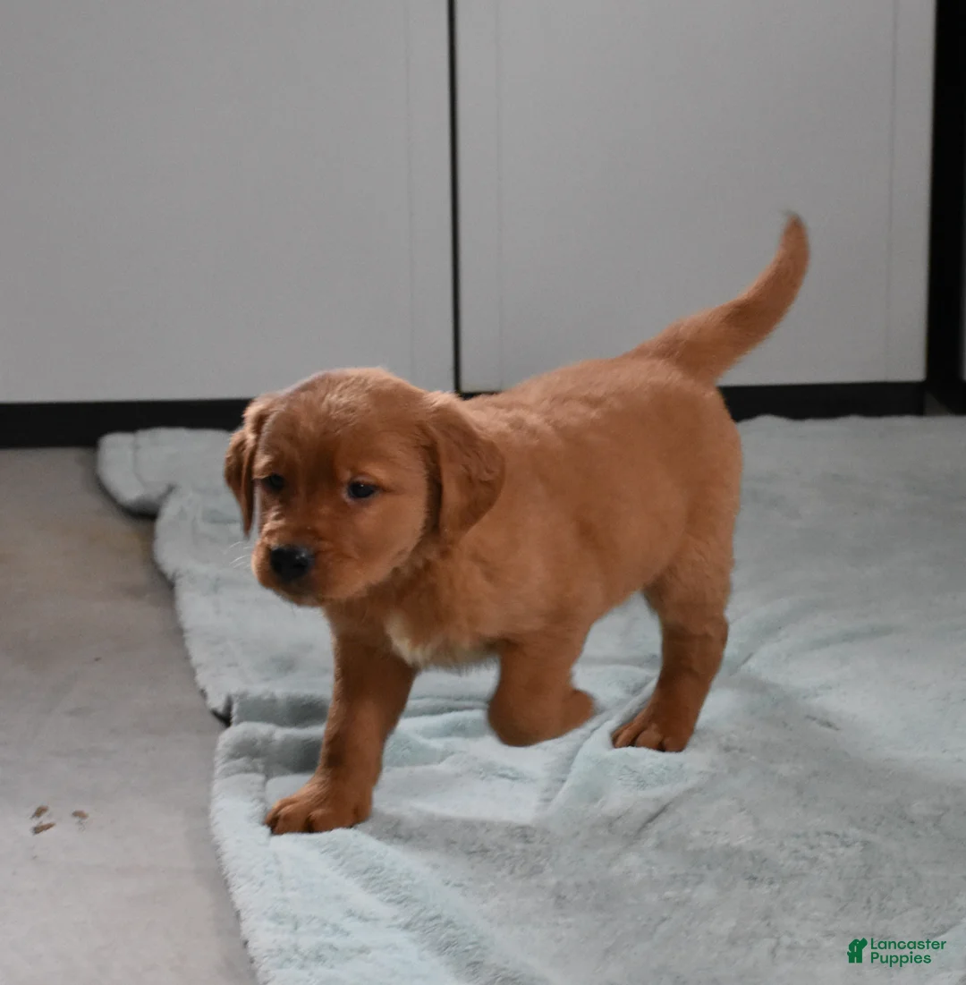 Golden Retriever dogs for sale: Walter    Genetic/OFA - Ad 21