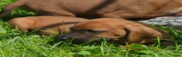 Redbone Coonhound dogs for sale: Redbone Coonhound 9(black) - Ad 24