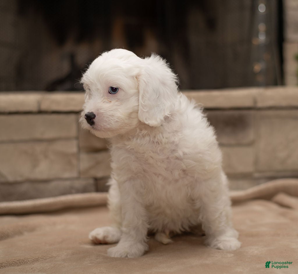 Cavapoo dogs Oliver - Ad 5