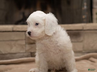 Cavapoo dogs Oliver - Ad 36