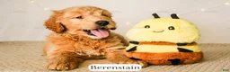 Goldendoodle dogs for sale: Berenstain - Ad 18