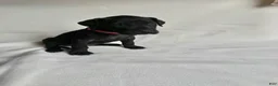 Great Dane dogs for sale: Freckles- blue - Ad 19