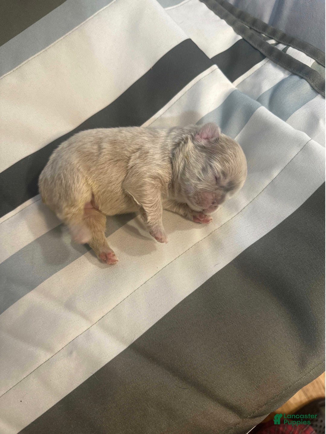 French Bulldog dogs for sale: French Bulldog Puppy 6 - Ad 1