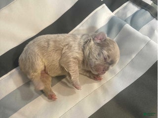 French Bulldog dogs French Bulldog Puppy 6 - Ad 33