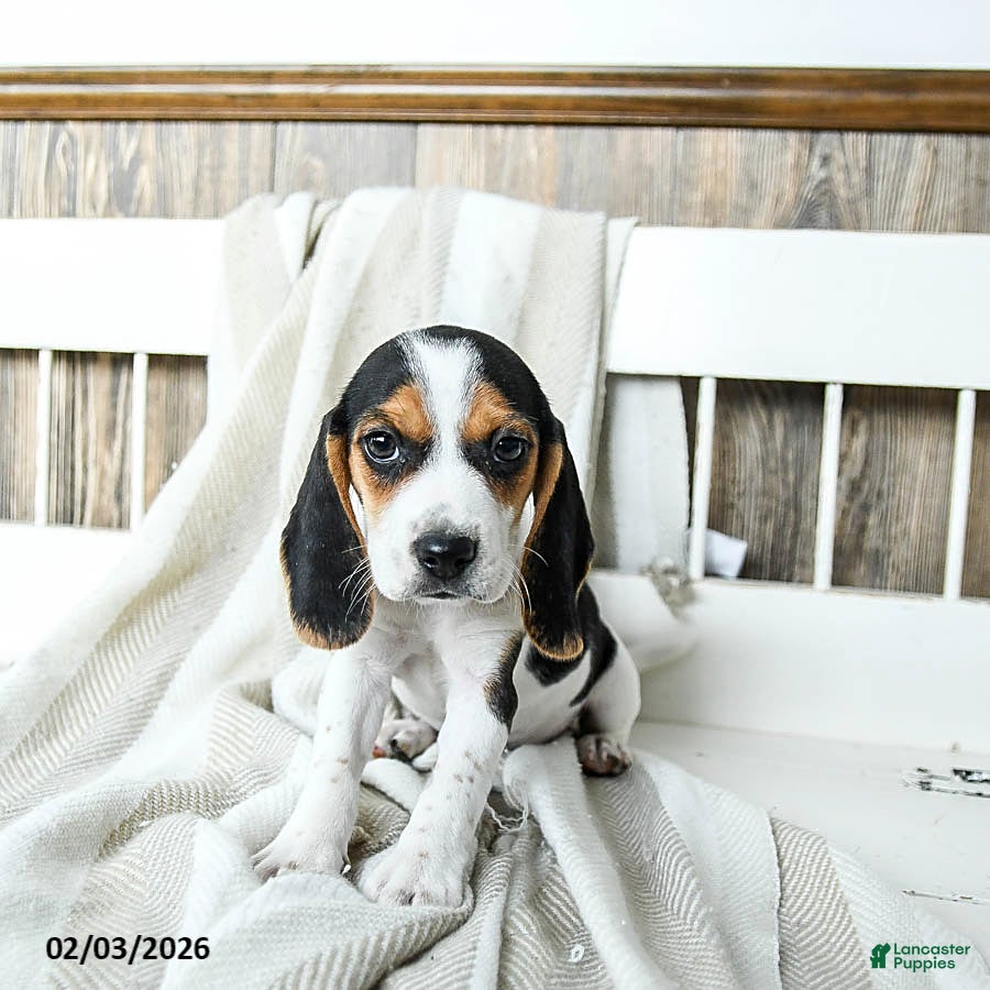 Beagle dogs Buffy - Ad 2