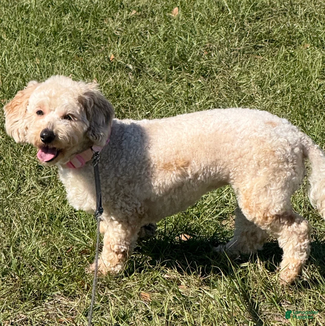 Mini Goldendoodle dogs for sale: Mini Goldendoodle Puppy 4 - Ad 2