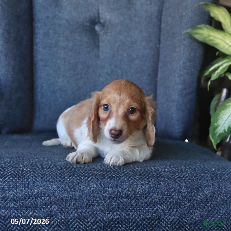 Dachshund dogs Timmy - Ad 2