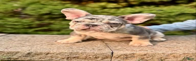 French Bulldog 2