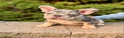 French Bulldog dogs for sale: French Bulldog 2 - Ad 1